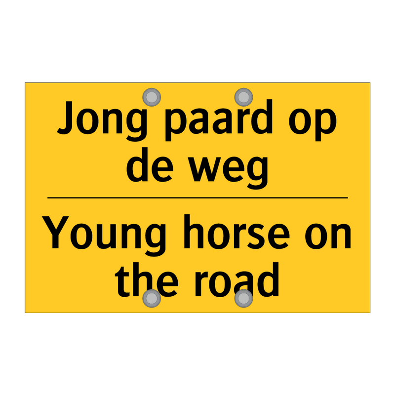Jong paard op de weg - Young horse on the road
