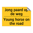 Jong paard op de weg - Young horse on the road