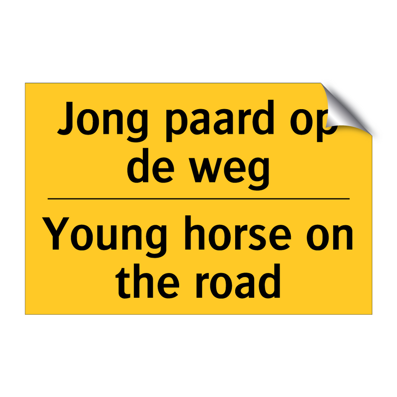 Jong paard op de weg - Young horse on the road