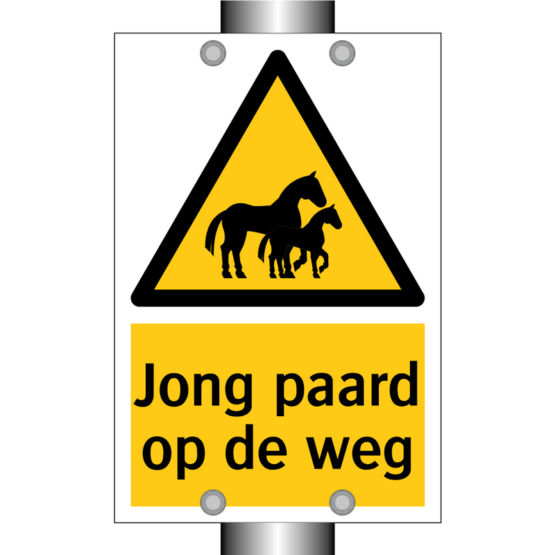 Jong paard op de weg