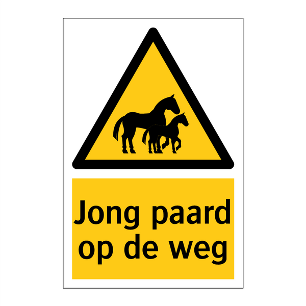 Jong paard op de weg